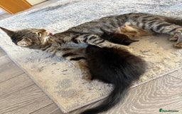 Domestic Shorthair cats for sale: 3 females - Image 10