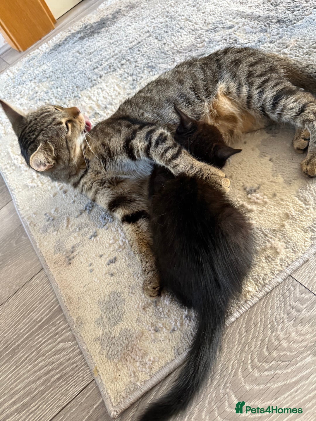 Domestic Shorthair cats for sale: 3 females - Image 10