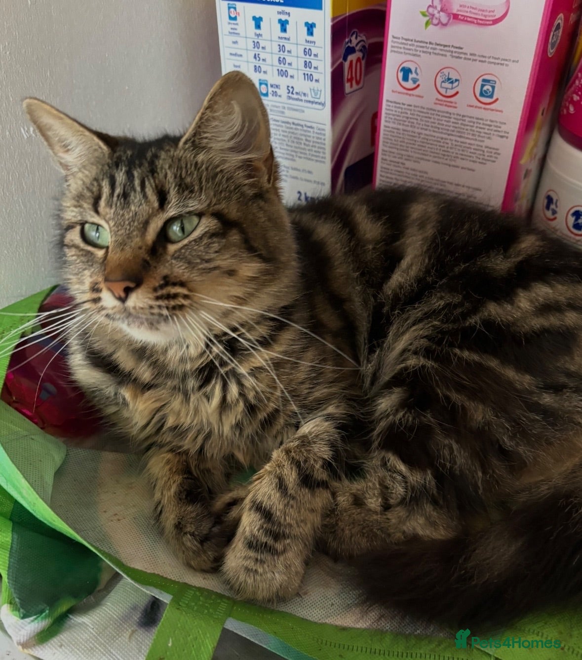 Mixed Breed cats Beautiful kittens  - Advert 1
