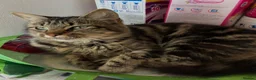 Mixed Breed cats for sale: Beautiful kittens  - Advert 1