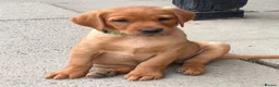 Labrador Retriever dogs for sale: Gorgeous Fox Red puppies in Kington - Advert 2