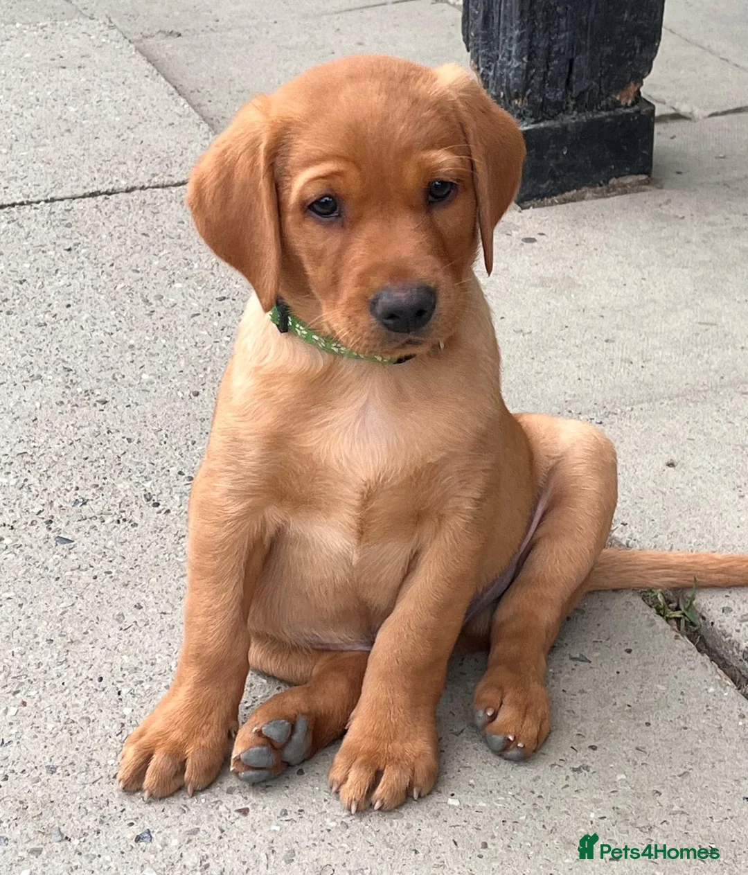Labrador Retriever dogs for sale: Gorgeous Fox Red puppies in Kington - Advert 2