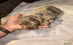 Cocker Spaniel dogs for sale: 4 cocker spaniel Merle pups - Image 9