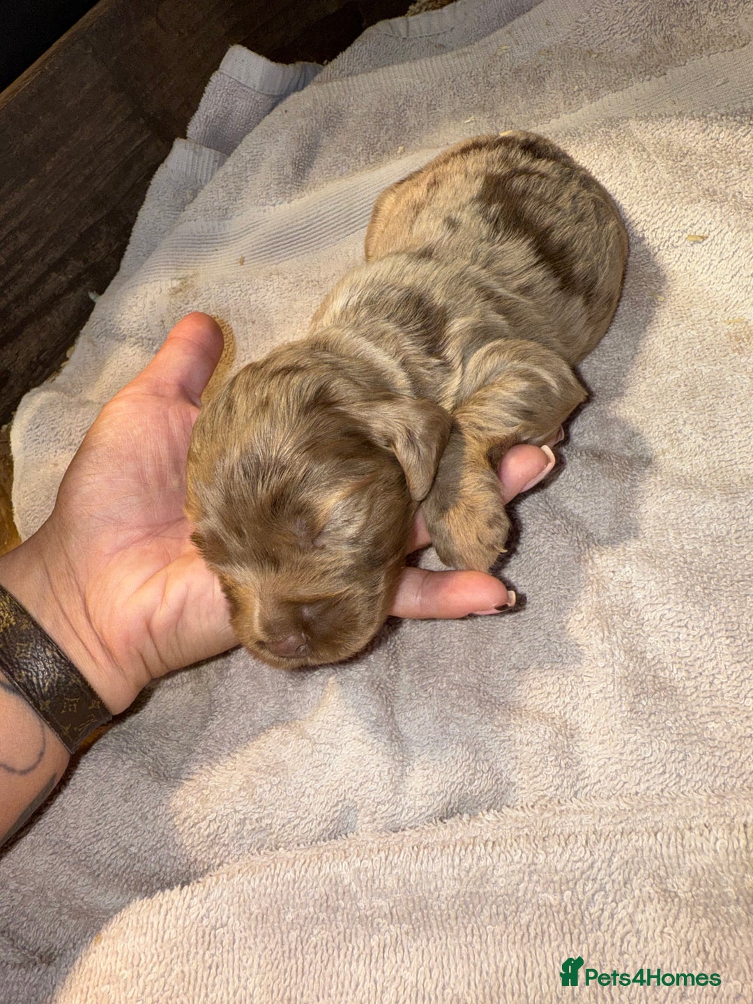 Cocker Spaniel dogs for sale: 4 cocker spaniel Merle pups - Image 9