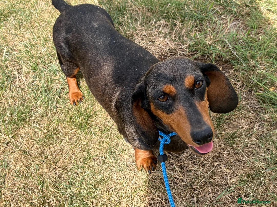 Miniature Dachshund dogs for sale: Miniature Dachshund Puppies  - Advert 5