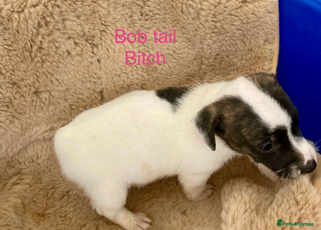 Jack Russell dogs for sale: Bob tail jacks  - Image 14