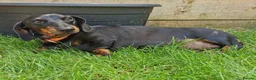 Miniature Dachshund dogs for sale: Miniature Dachshund  - Advert 3