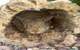 Mini Lop rabbits for sale: 5 beautiful mini lop x netherland dwarf babies - Image 17