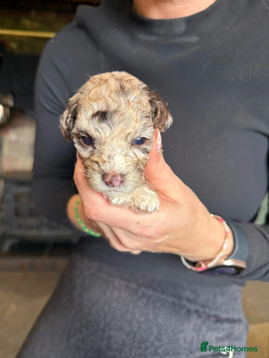 Cockapoo dogs for sale: Chocolate Merle cockapoo puppies  - Advert 8