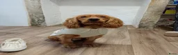 Cocker Spaniel dogs for stud: Lemongrass Cocker spaniel pet for stud. in Cullompton - Advert 2