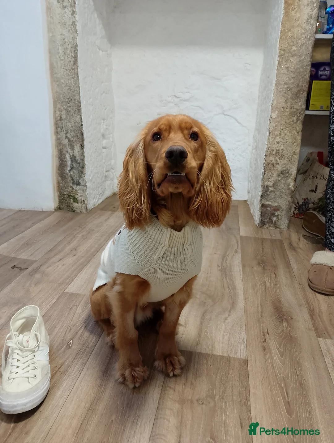 Cocker Spaniel dogs for stud: Lemongrass Cocker spaniel pet for stud. in Cullompton - Advert 2