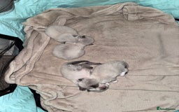 Ragdoll cats for sale: Absolutely stunning Ragdoll kittens for sale - Image 9