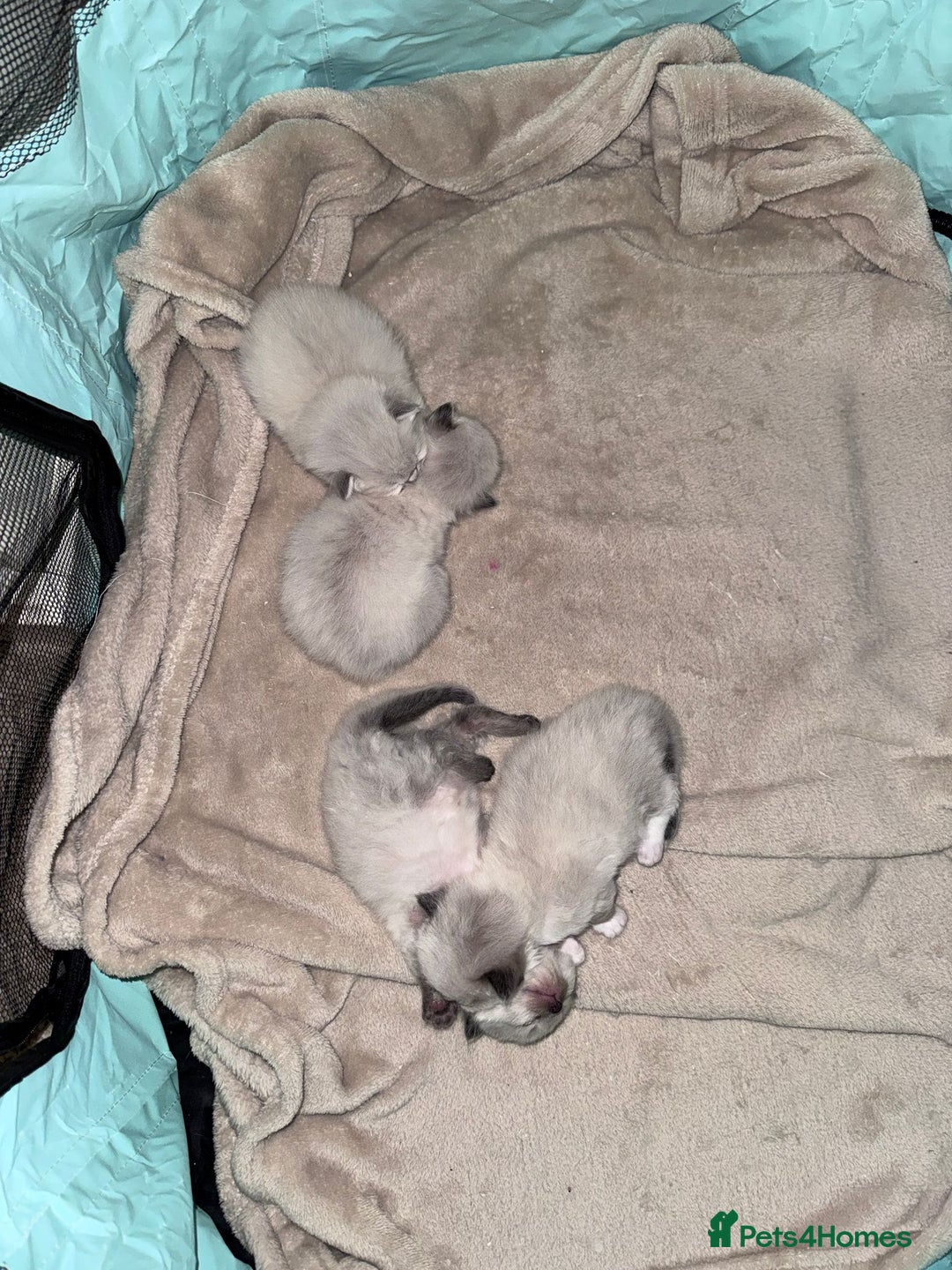Ragdoll cats for sale: Absolutely stunning Ragdoll kittens for sale - Image 9