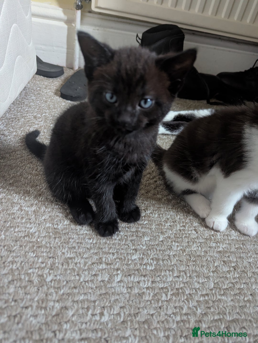 Mixed Breed cats for sale: Beautiful boy kittens - Image 4