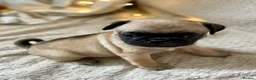 Pug dogs for sale: Boys Boys Boys!! Gorgeous litter of handsome males in Kidderminster - Advert 34