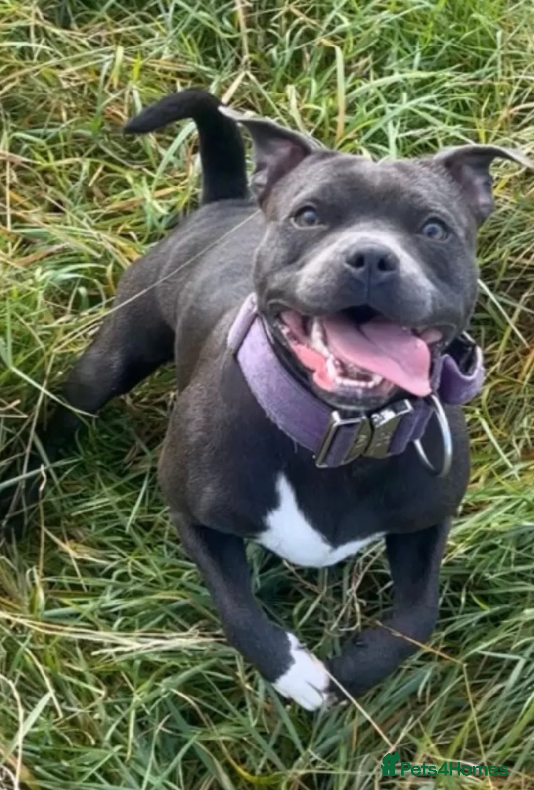 Staffordshire Bull Terrier dogs for sale: Staffordshire Bull Terrier Pups for Sale 🩶 - Advert 4