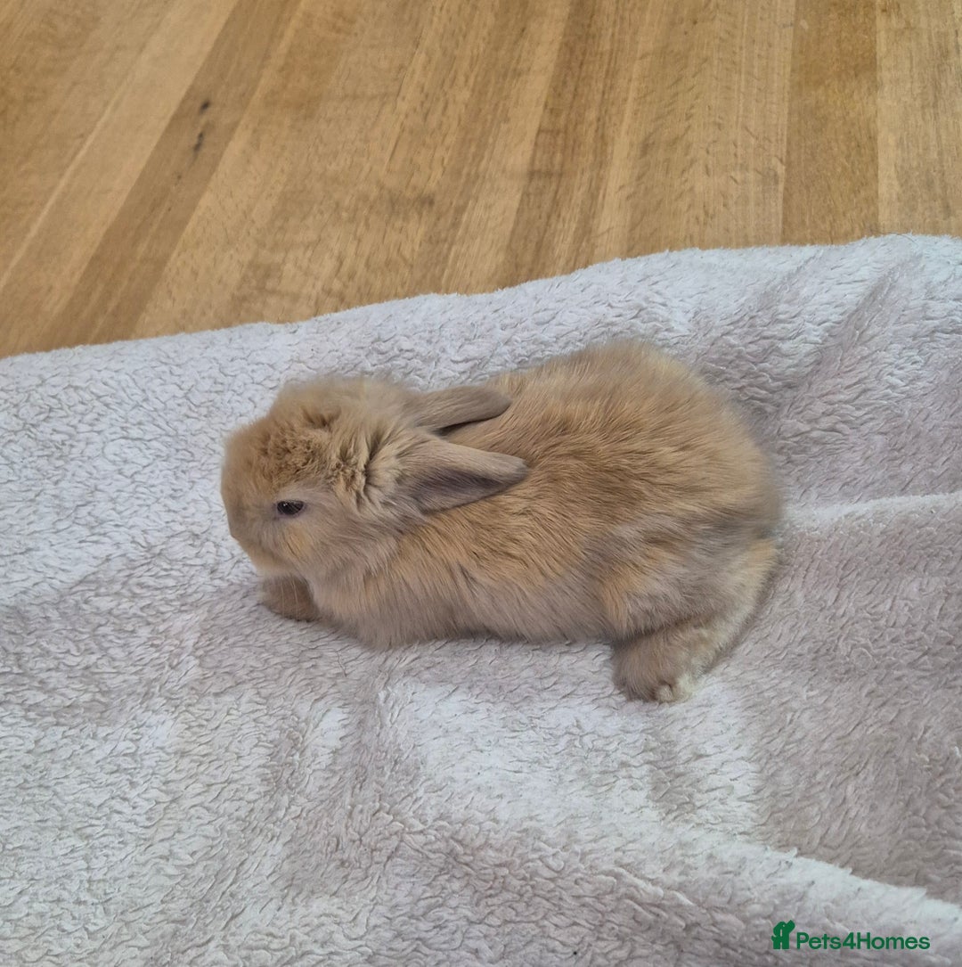 Angora rabbits for sale: Gorgeous Angora Rabbits,  Full (Maxi) faced - Advert 9