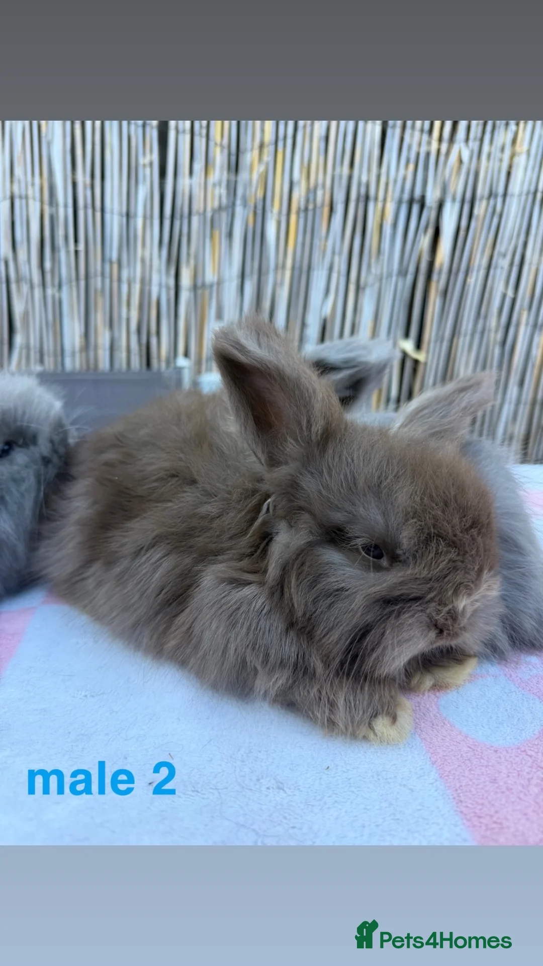 Angora rabbits for sale: pedigree english angora rabbits  - Advert 1