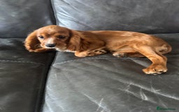 Cavalier King Charles Spaniel dogs for sale: Cavalier King Charles  - Image 4
