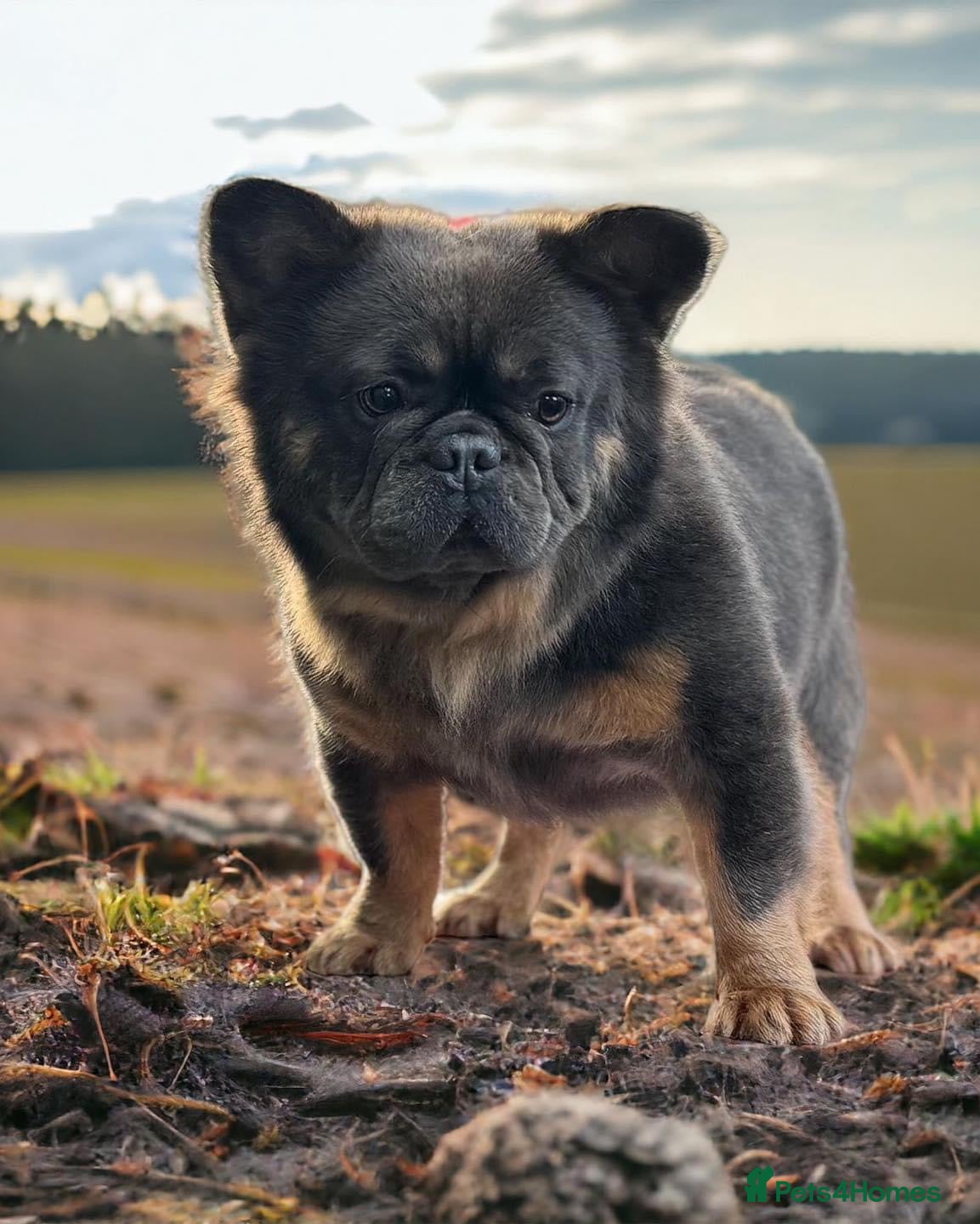 French Bulldog dogs (Stud) Blue &amp; Tan carrying Choc Fluffy  in Wolverhampton - Advert 12