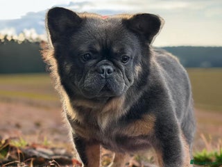 French Bulldog dogs in Wolverhampton - Advert 1