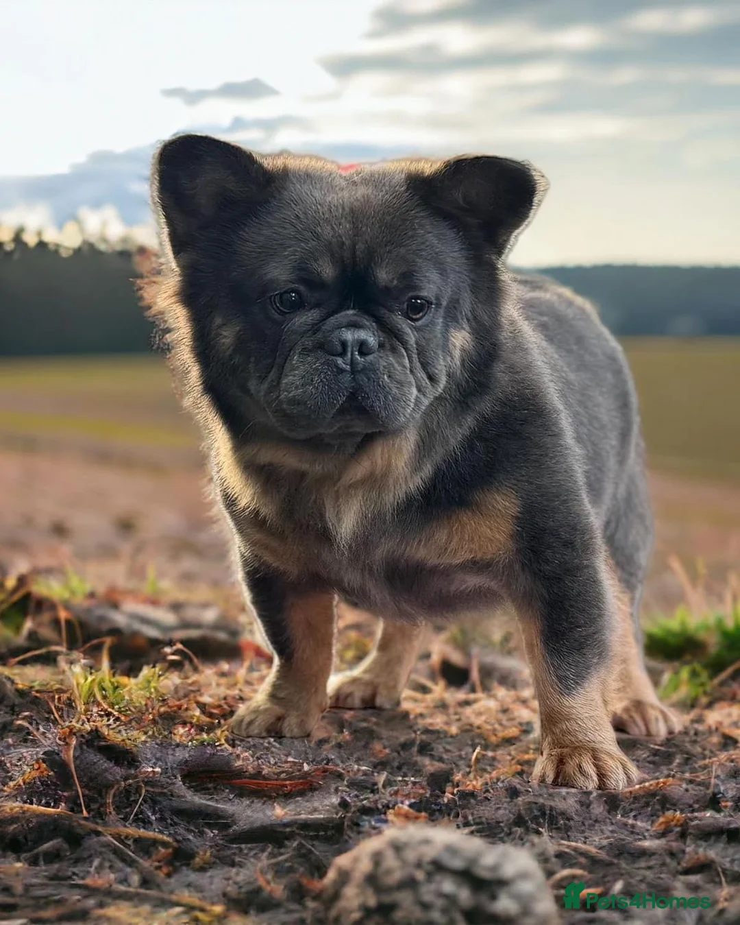 French Bulldog dogs for stud: (Stud) Blue & Tan carrying Choc Fluffy  - Advert 2