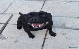 Staffordshire Bull Terrier dogs for sale: Kc registered Staffords  - Image 14