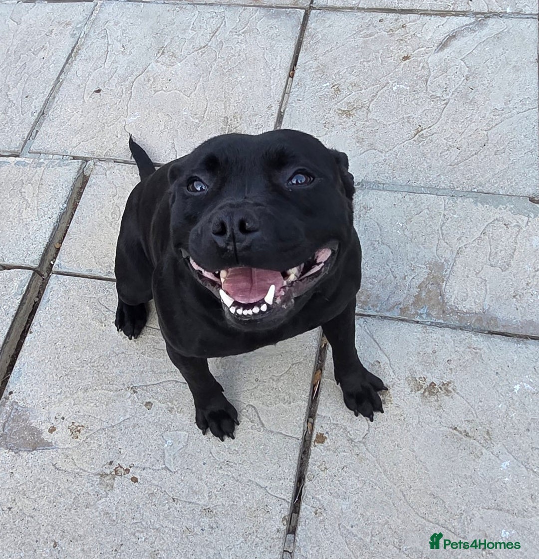 Staffordshire Bull Terrier dogs for sale: Kc registered Staffords  - Image 14