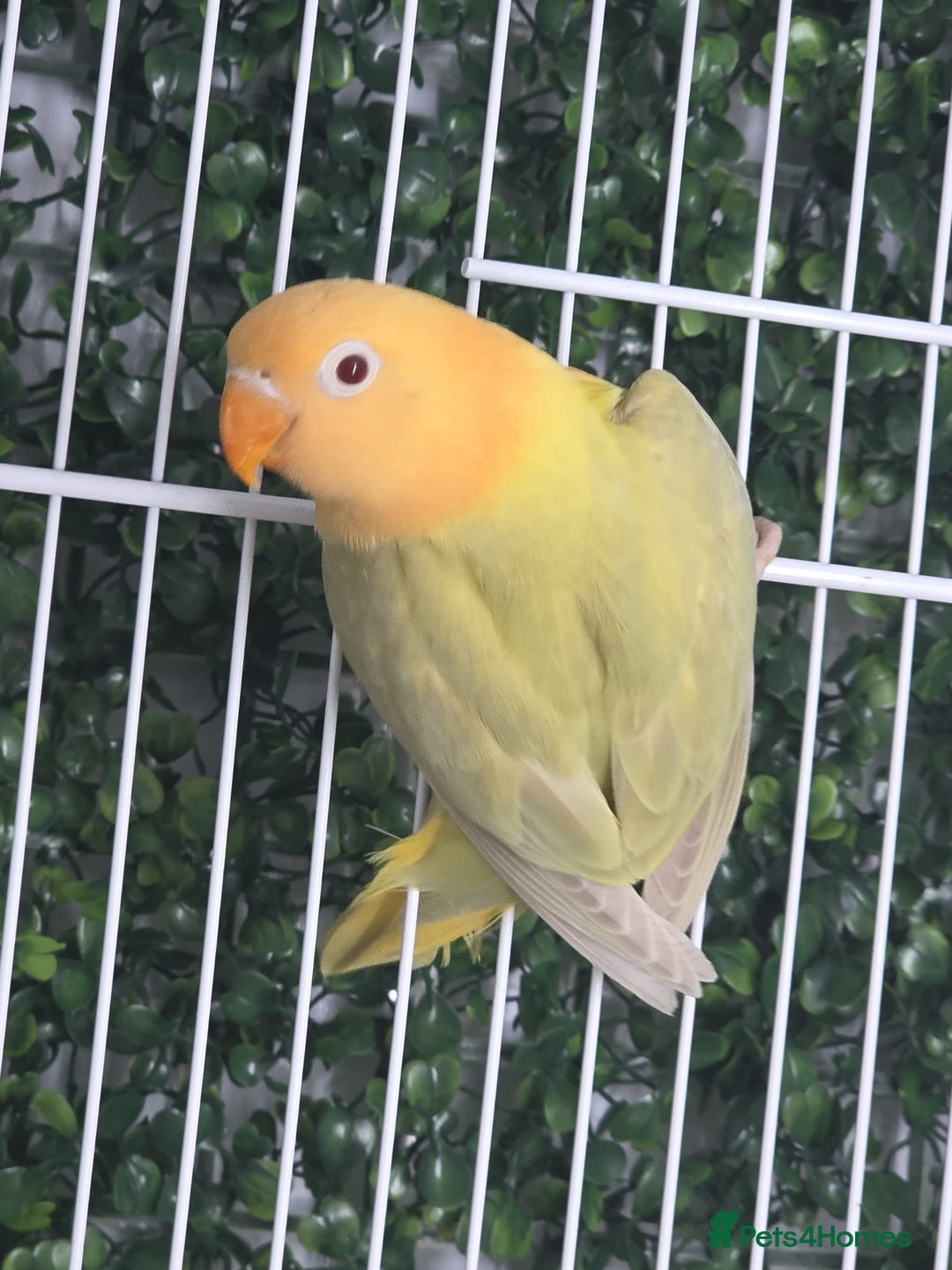 Lovebirds birds for sale: Mutation Lovebirds for Sale - Advert 18