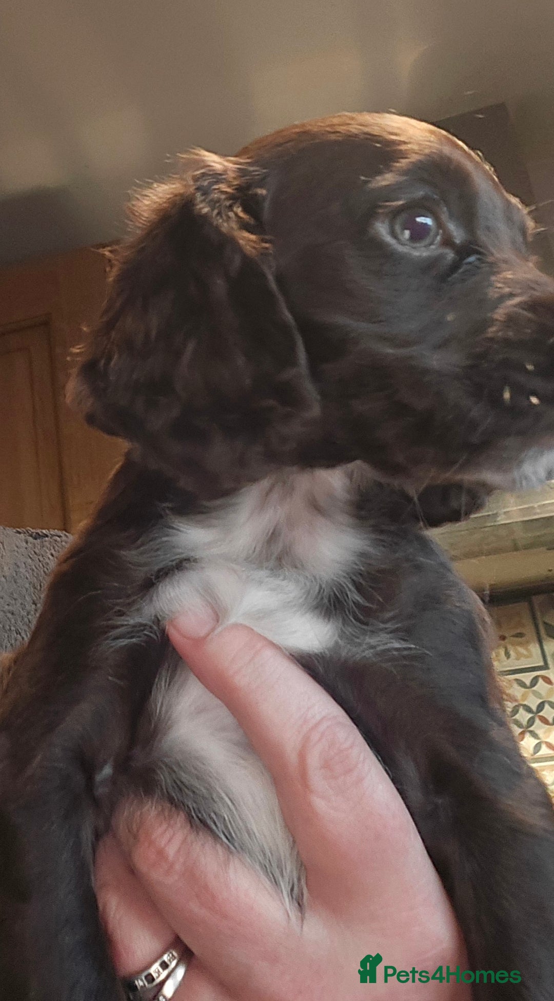 Cocker Spaniel dogs for sale: KC REGISTERED COCKER SPANIEL WORKING LINE PUPS  - Image 7