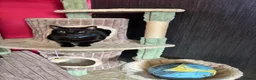 Domestic Shorthair cats for sale: Bugsy - Advert 2