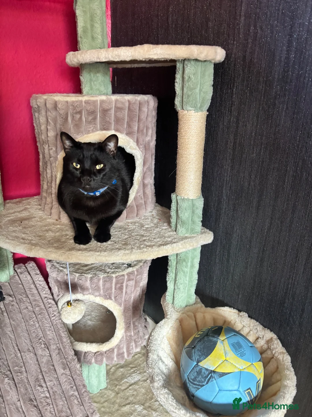 Domestic Shorthair cats for sale: Bugsy - Advert 2