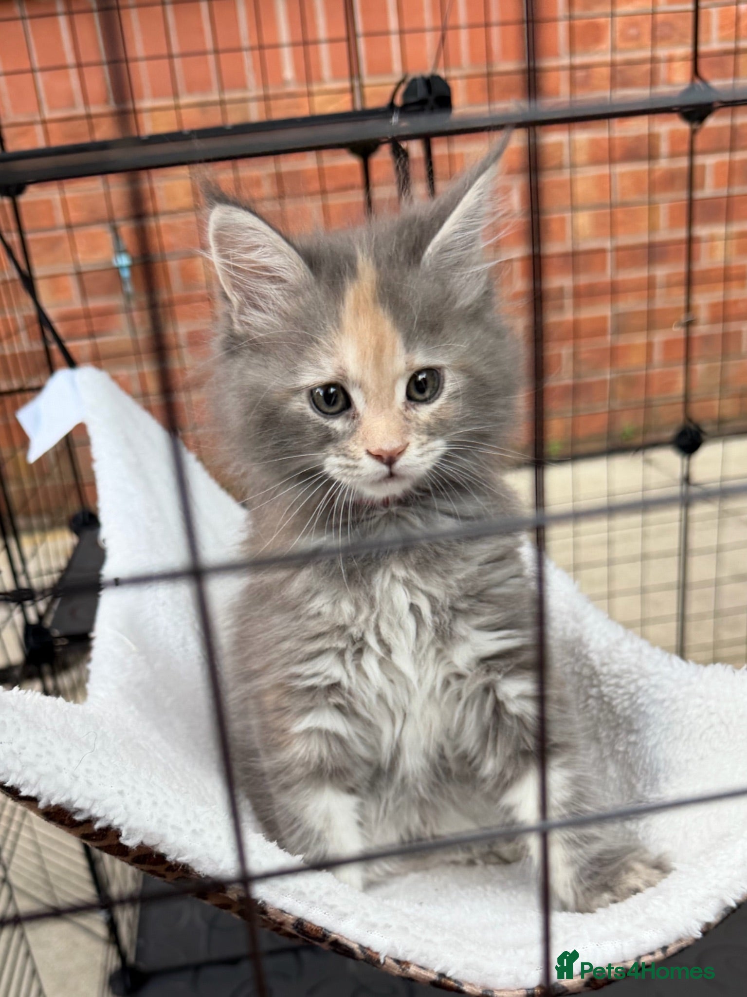 Maine Coon cats Beautiful Mainecoon kittens ready for loving homes - Advert 7