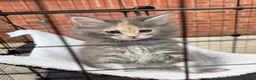 Maine Coon cats for sale: Beautiful Mainecoon kittens ready for loving homes in Rochdale - Advert 15