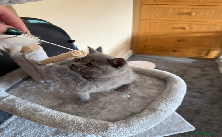 British Shorthair cats - Advert 1