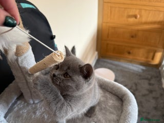 British Shorthair cats - Advert 19