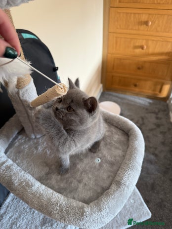 British Shorthair cats - Advert 9