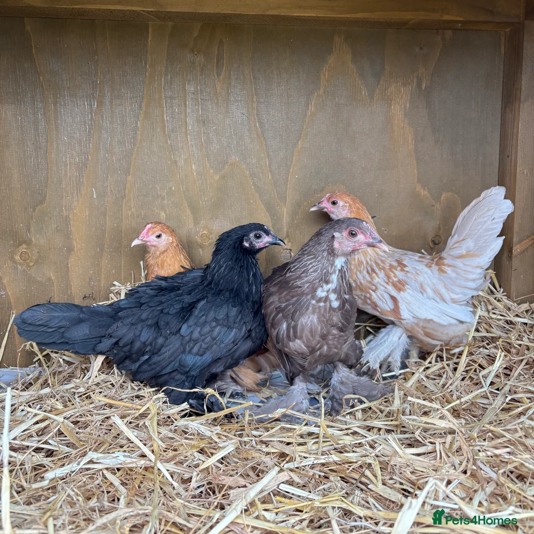 Chickens poultry for sale: Sablepoot Hatching Eggs (Booted Bantams) - Advert 6