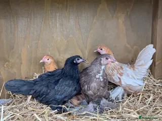 Chickens poultry Sablepoot Hatching Eggs (Booted Bantams) - Advert 23