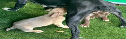 Mixed Breed dogs for sale: 3 adorable puppies looking for loving families!  - Advert 6