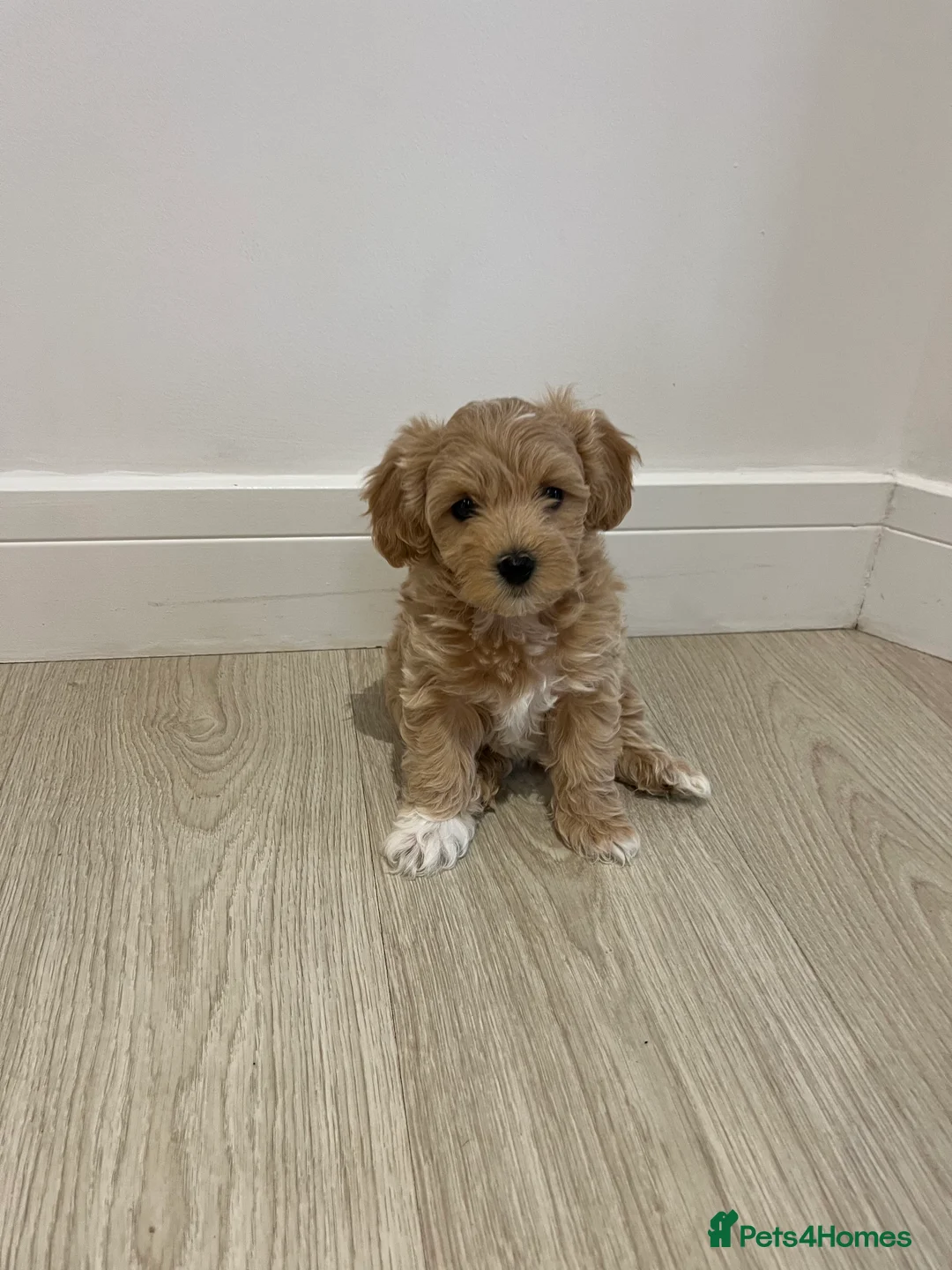 Maltipoo dogs for sale: Gorgeous Maltipoo Pups looking for their new home  - Advert 17