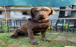 Labrador Retriever dogs for stud: Health Tested KC Registered Chocolate Labrador  in Wisbech - Image 18