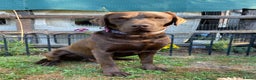 Labrador Retriever dogs for stud: Health Tested KC Registered Chocolate Labrador  in Wisbech - Advert 18