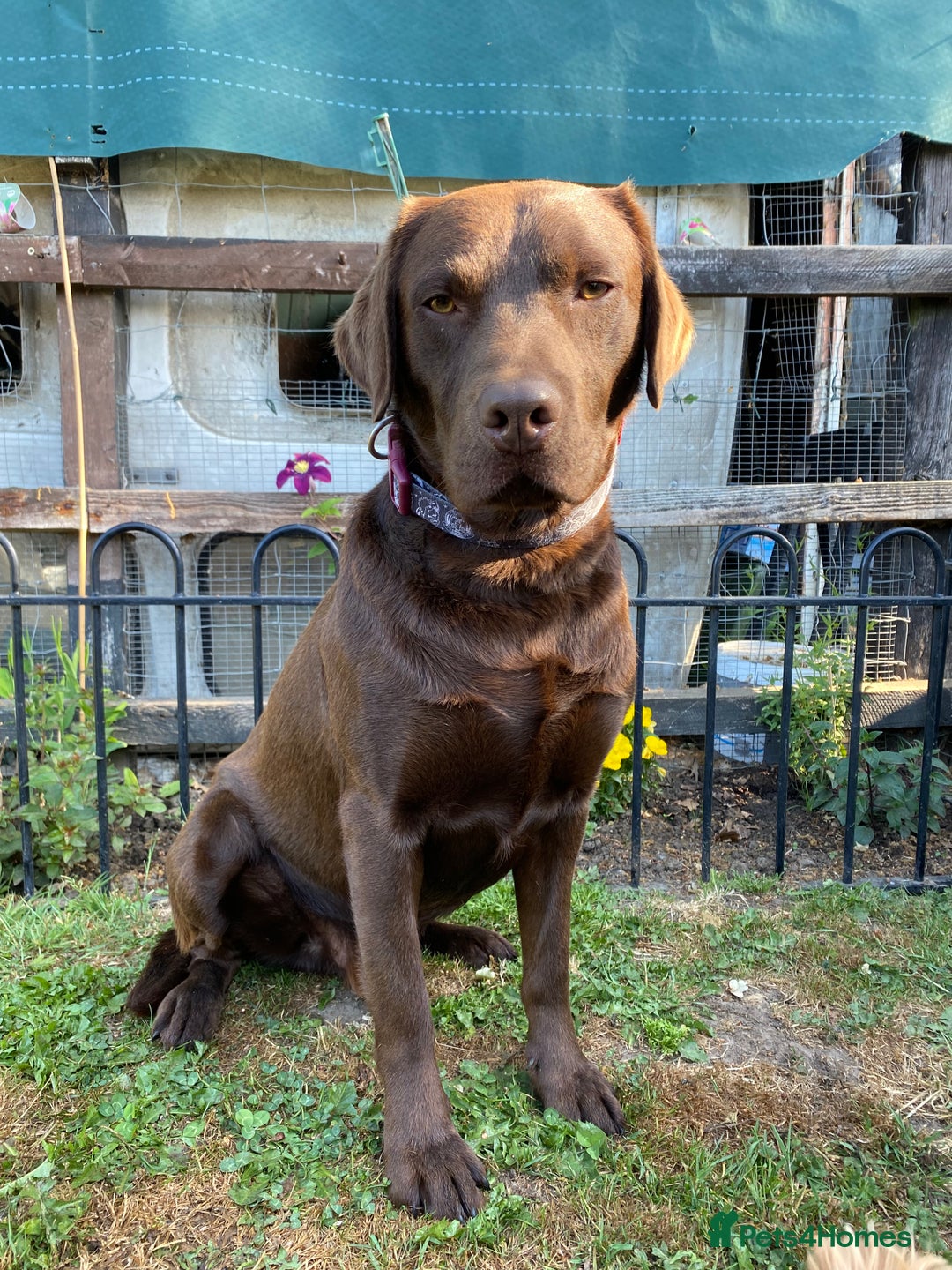 Labrador Retriever dogs for stud: Health Tested KC Registered Chocolate Labrador  in Wisbech - Image 18