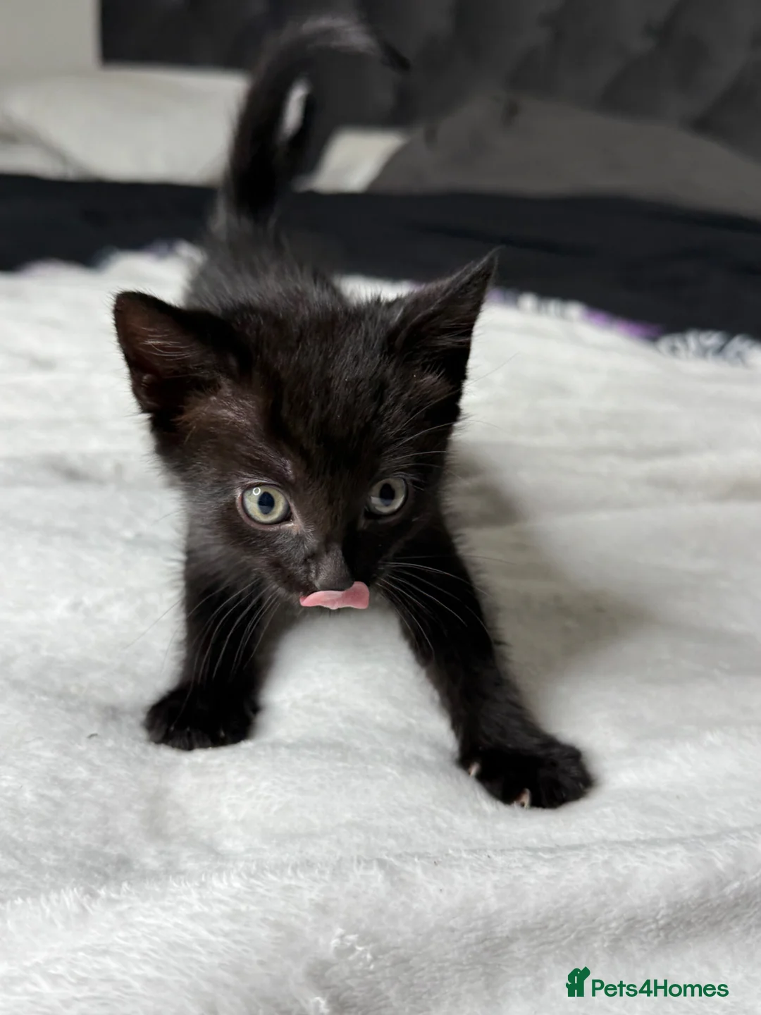 British Shorthair cats for sale: Adorable British shorthair kittens 3 left x - Advert 40