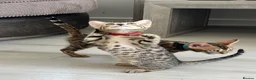 Bengal cats for sale: Stunning full pedigree registered bengal kittens  - Advert 15