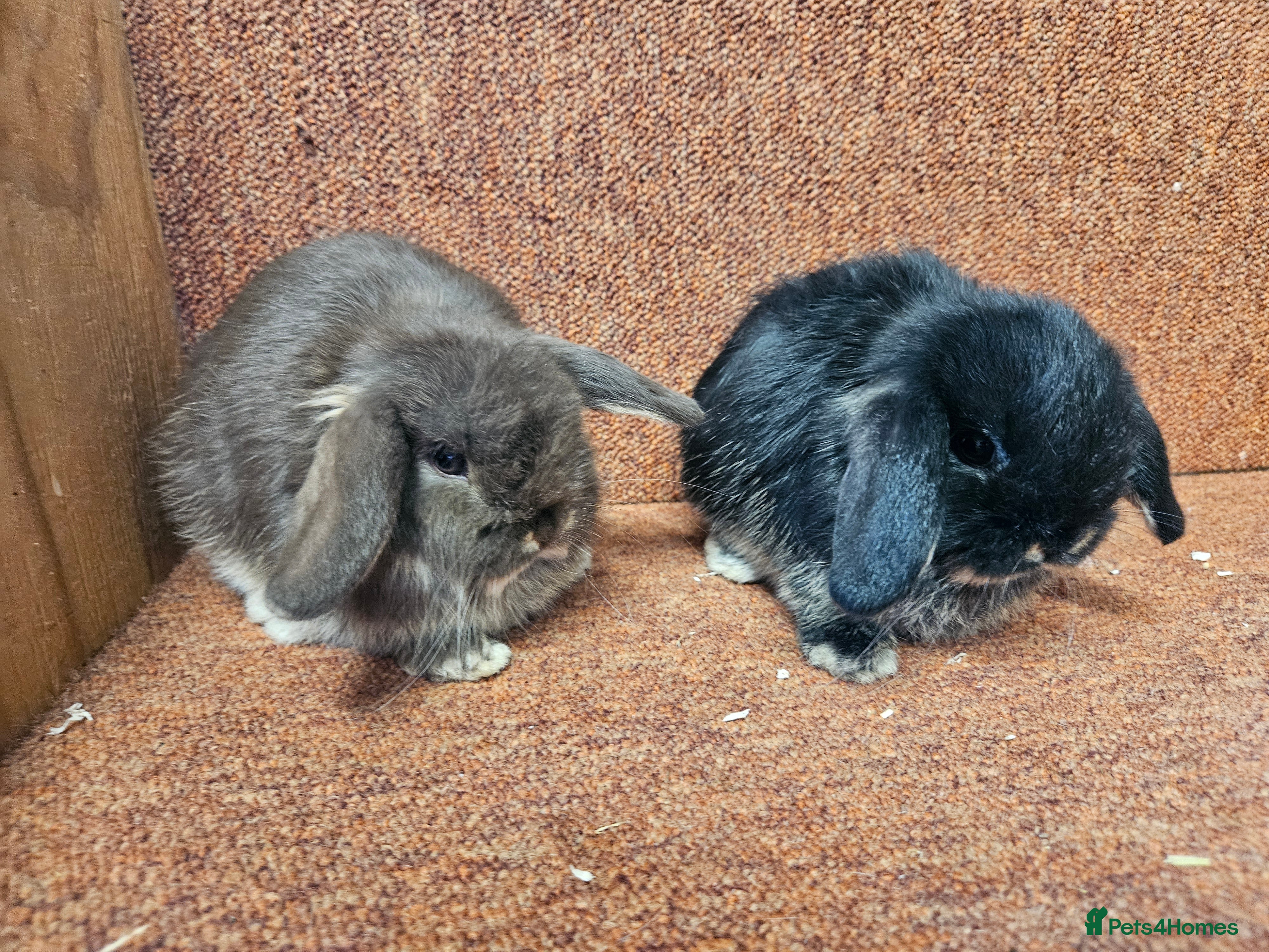 Mini Lop rabbits Pure mini lop Kits show lines . Vaccinated  - Advert 7