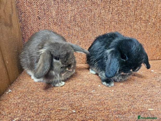 Mini Lop rabbits Pure mini lop Kits show lines . Vaccinated - Advert 2