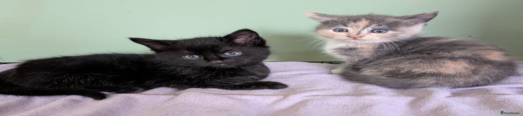 Mixed Breed Kitten 1