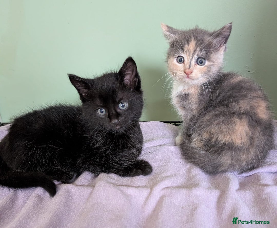 Mixed Breed cats for sale: Beautiful kittens - Image 10